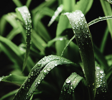 Load image into Gallery viewer, Candle | Citronella - Soy Wax Candle