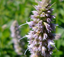 Load image into Gallery viewer, Patchouli - Soy Wax Candle