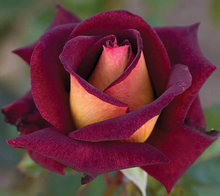 Load image into Gallery viewer, Rose Petal