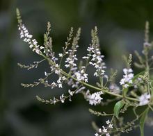 Load image into Gallery viewer, Lemon Verbena - Soy wax candle
